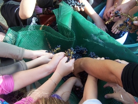 Oenotourisme - Tout sur la vigne pour les enfants et les parents, pour les groupes, english spoken