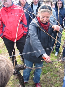 Explications en pratique de la taille de la vigne