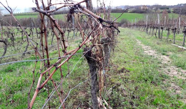 Travaux de la vigne en hiver : taille et tirage