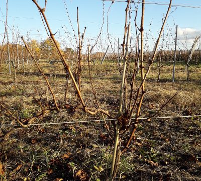 Le cépage Malbec du château Haut de Lerm en Entre-deux-Mers