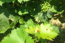 Feuille et grappe de vigne accompagnant l'information sur la récolte 2018 et le millésime 2017 du Château Haut de Lerm