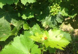 Feuille et grappe de vigne accompagnant l'information sur la récolte 2018 et le millésime 2017 du Château Haut de Lerm