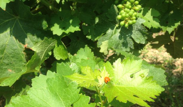 Feuille et grappe de vigne accompagnant l'information sur la récolte 2018 et le millésime 2017 du Château Haut de Lerm